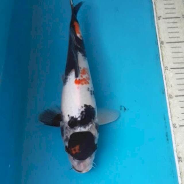 33 cm