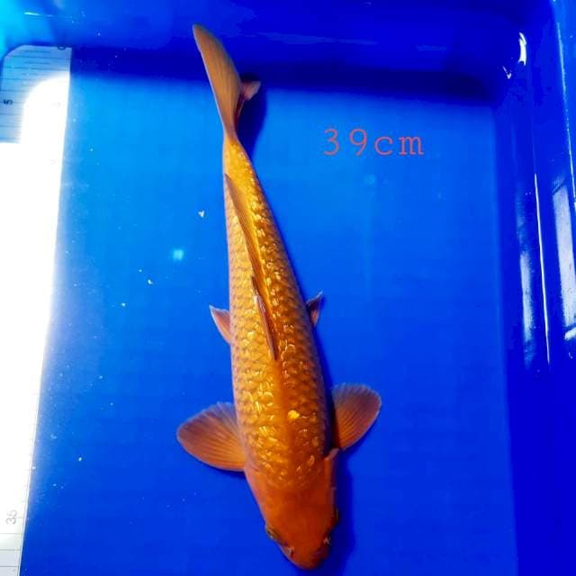 Chagoi tembaga gindrin 39cm