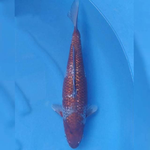 Yamaju Jumbo Female Ochiba Ginrin