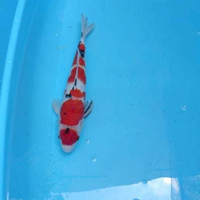 Taisho Sanke Jantan 31cm
