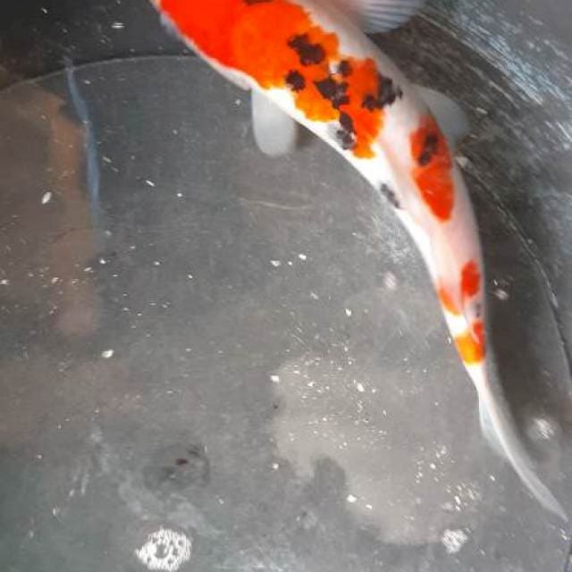 Tosai sanke 30 male