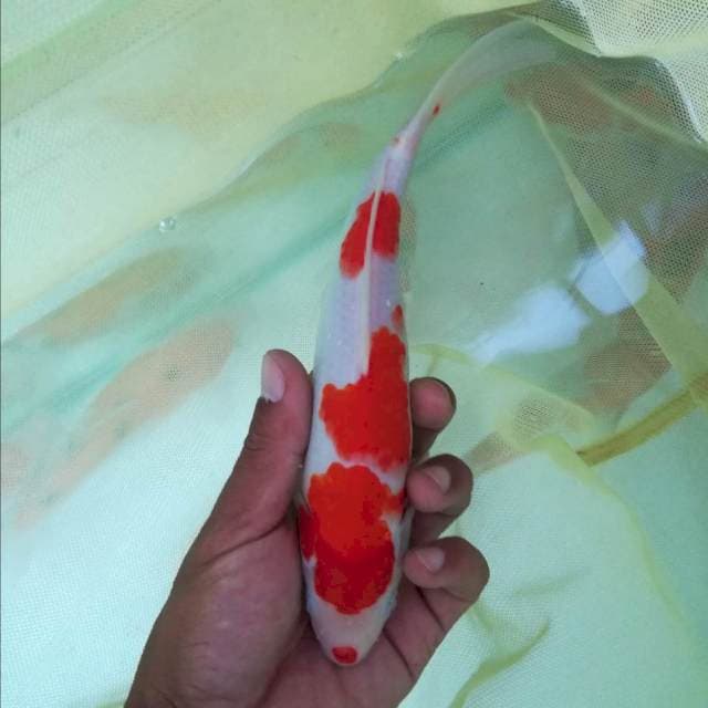 Kohaku