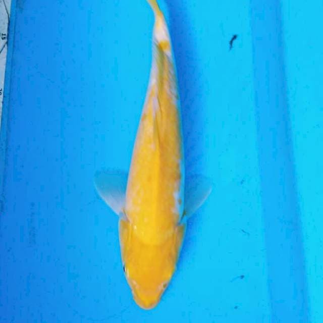 KOYO MATA MERAH