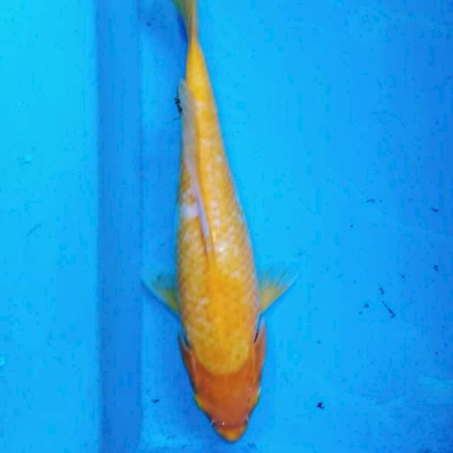 KOYO MATA MERAH