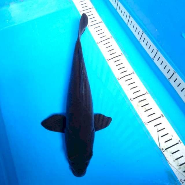 BLACK SWEET 31 cm 