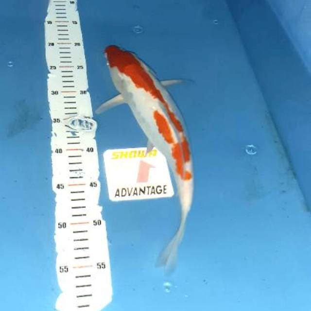 Kohaku doit 33cm 