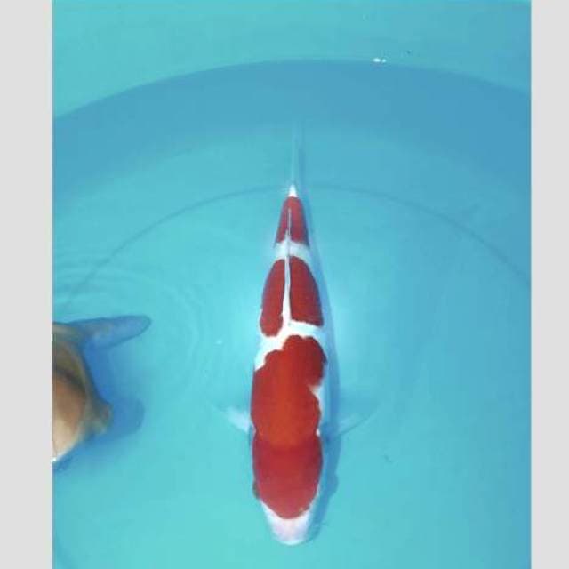 Super kohaku 35bu merah darah