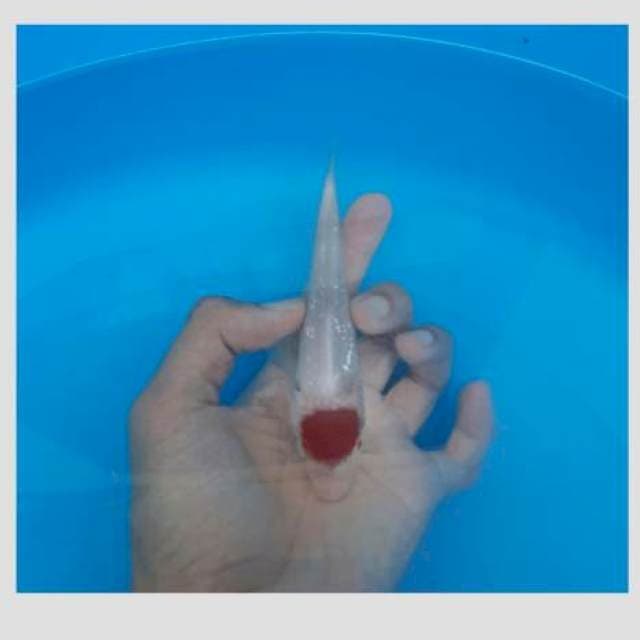 Tancho kohaku ginrin merah darah