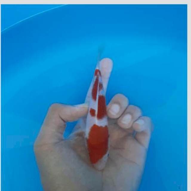 Kohaku 15cm calon jumbo