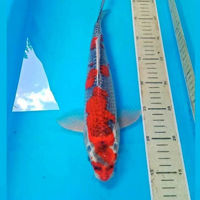 Goshiki, male 34 cm