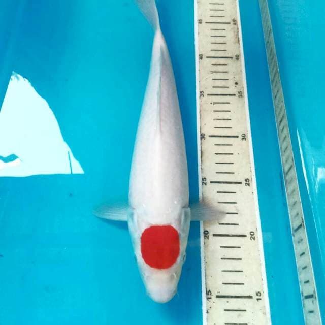 Tancho Kohaku, male 33 cm