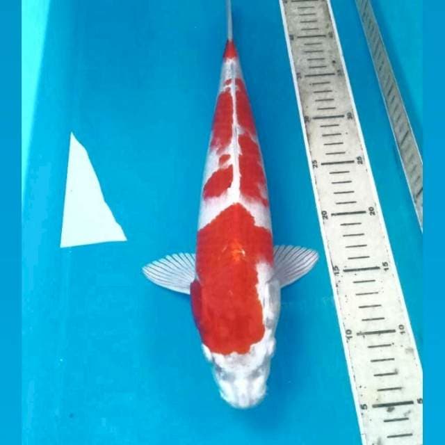 Kohaku Hikari, male 39 cm