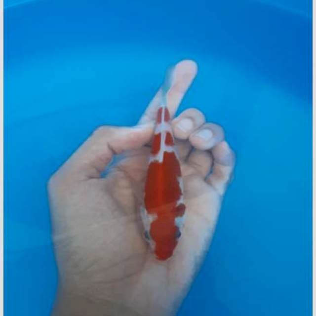 Koleksi super kohaku original merah strong