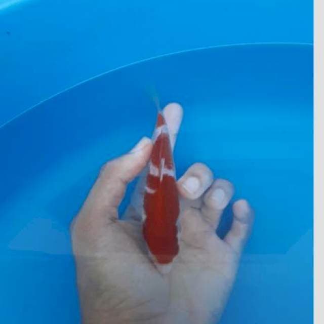 Kohaku bulky,calon jumbo merah strong 15cm