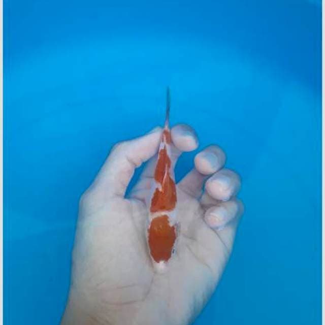 Kohaku calon sesuatu(minus kurus)