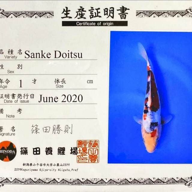 Sanke doitsu 22cm sinoda