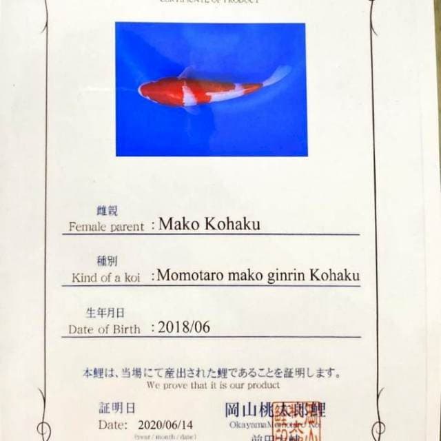 Kohaku ginrin momotaro 24cm