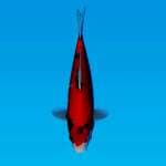 SHOWA RED STRONG