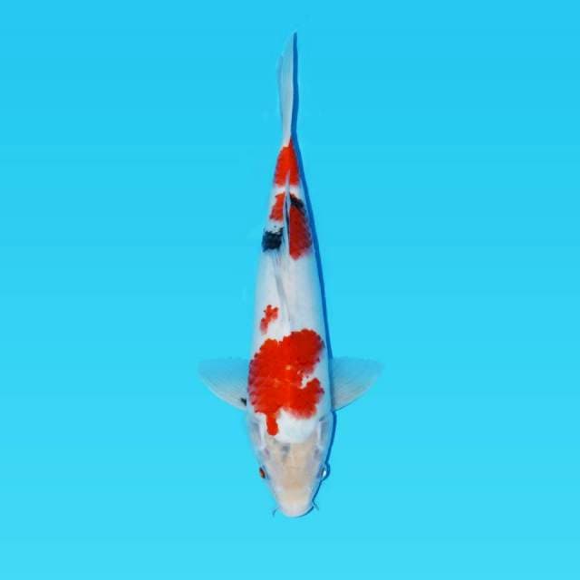 SHOWA 31 M