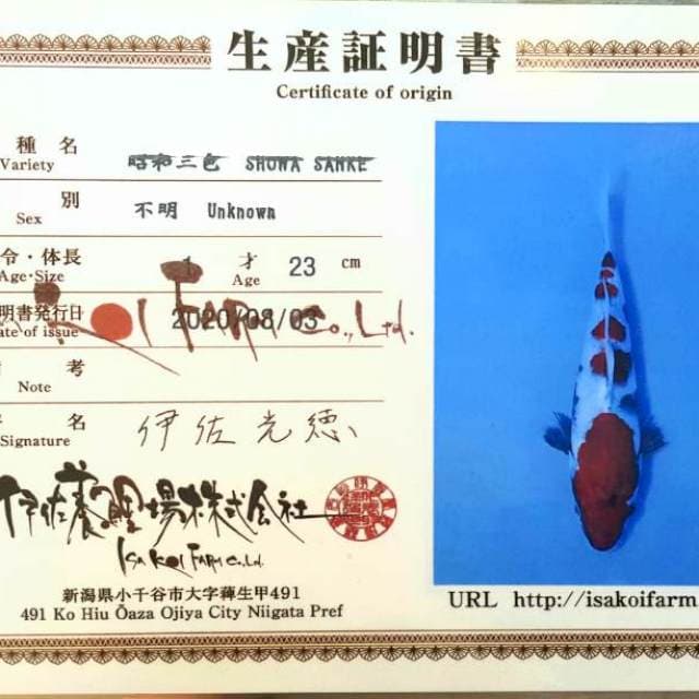 Showa ISA KOI FARM