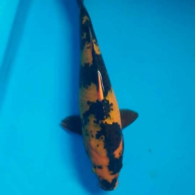 Hiutsuri 30cm