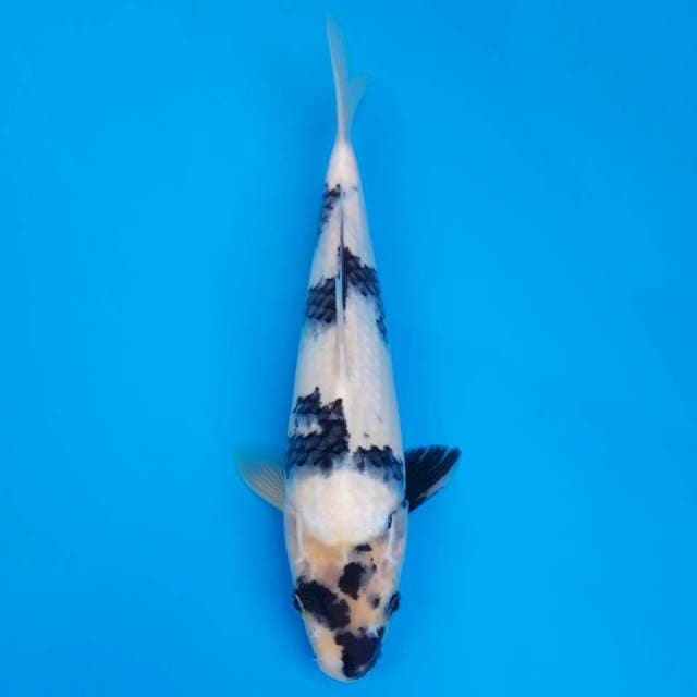 Shiro utsuri 30cm