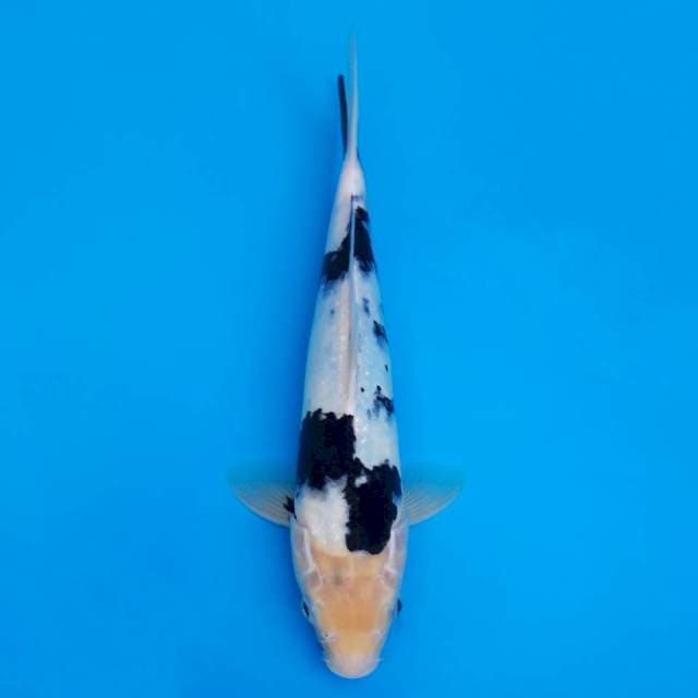 Shiro utsuri 31cm
