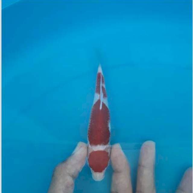 Super kohaku 15cm koleksi