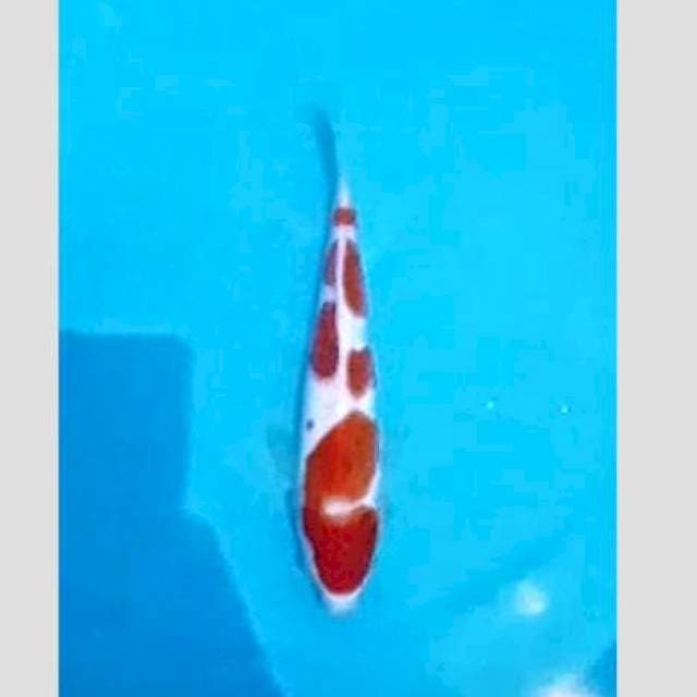 Kohaku simpenan narata koi..30bu