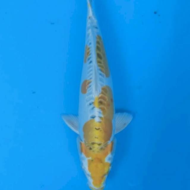 Doitsu hariwake lemon 40cm SQ