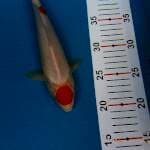 Tancho kohaku 25up