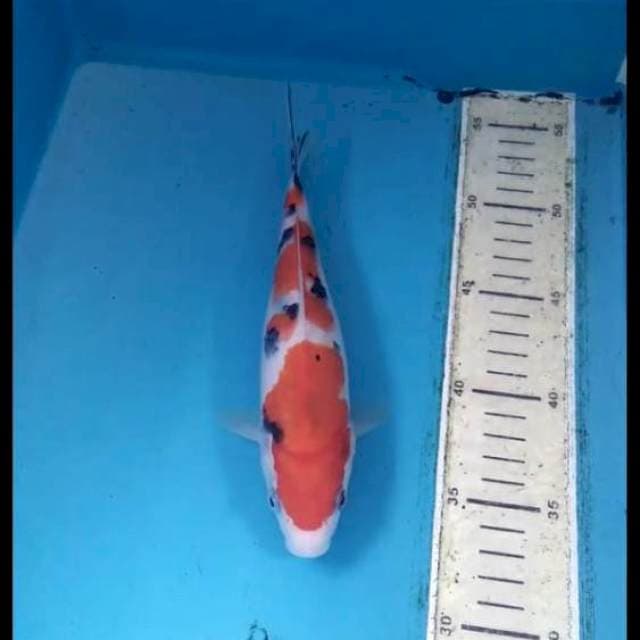 Sanke 22cm