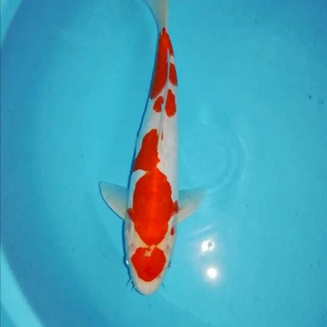 Male Kohaku