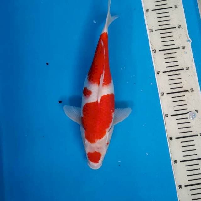 Kohaku red strong 35cm