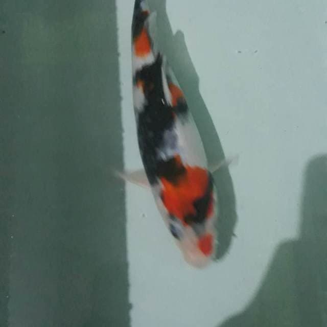 Showa 33CM