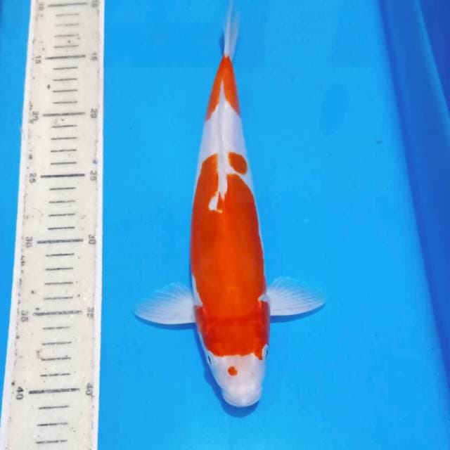 Doitsu kohaku mulus