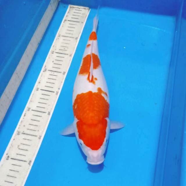 Kohaku female orie jozz 40bu