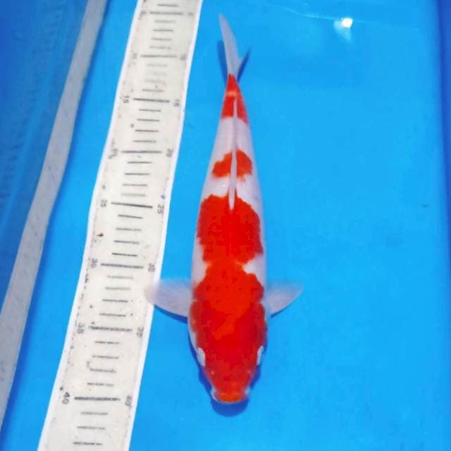 Kohaku male merah jozz 32cm
