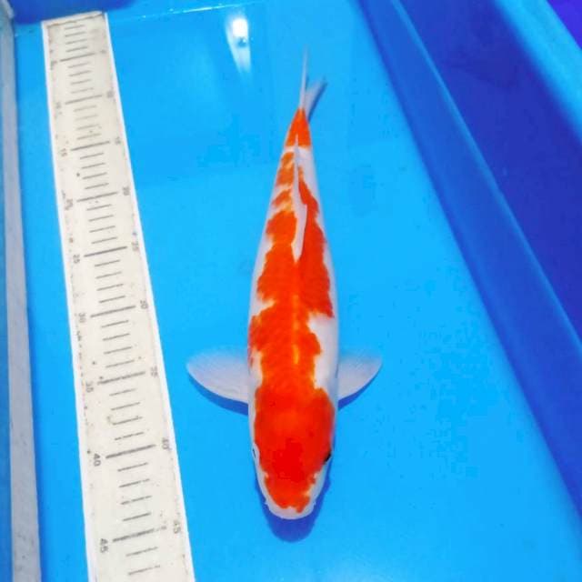 Inazuma orie kohaku 35an cm