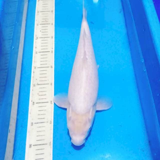 White karashi 40cm