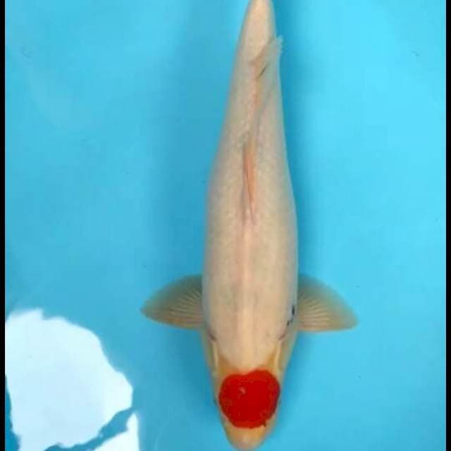 Tancho sanke tategoi 45cm