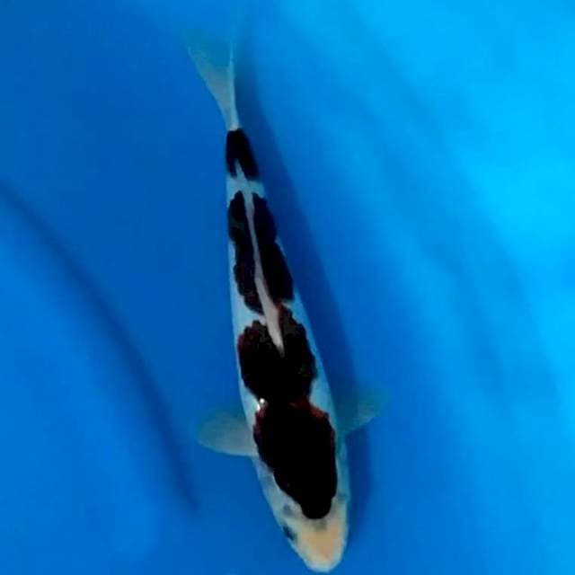 Budo Goromo 28cm