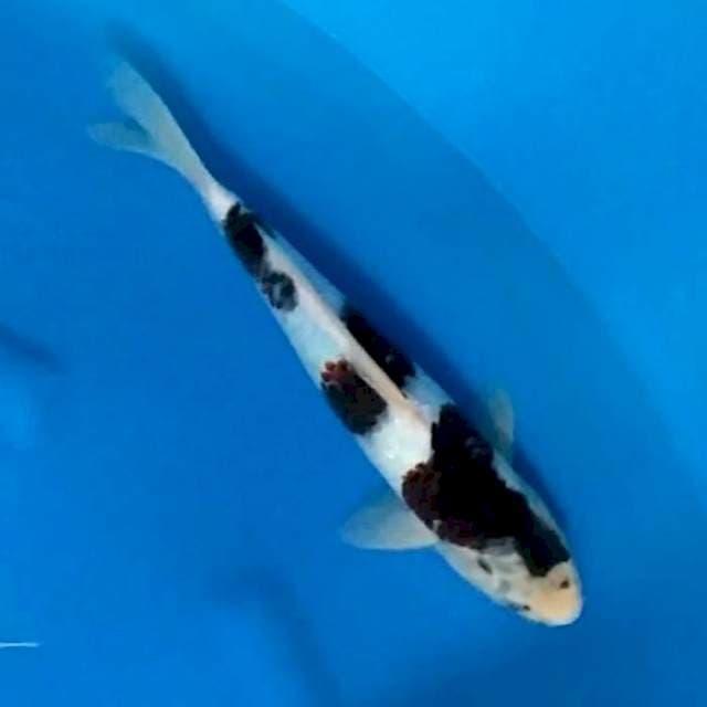 Budo Goromo 30cm