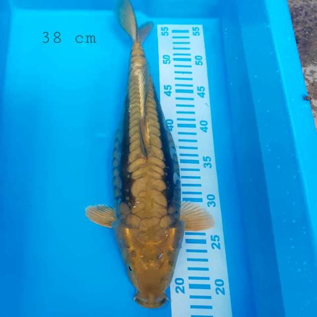 Aragoke jos 38 cm 