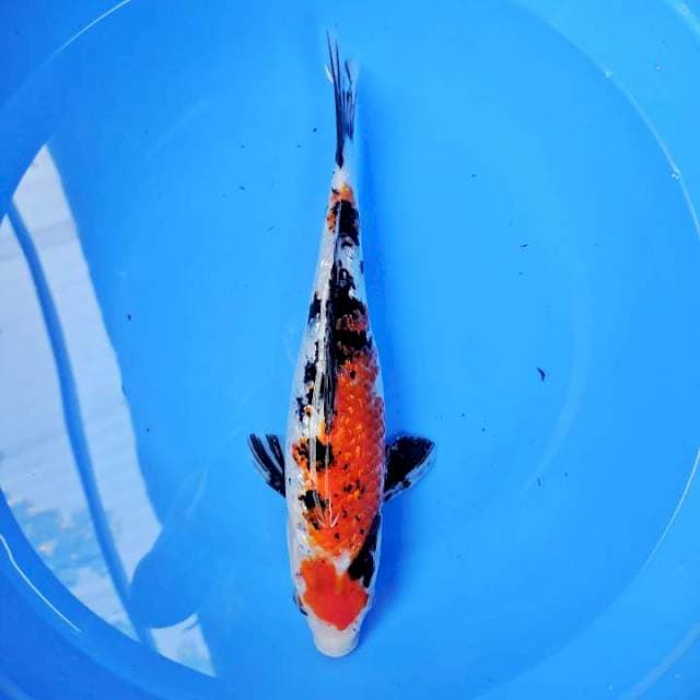 SANKE GINDRIN, MALE 33CM