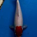 Tancho kohaku .bisa bonus cuting