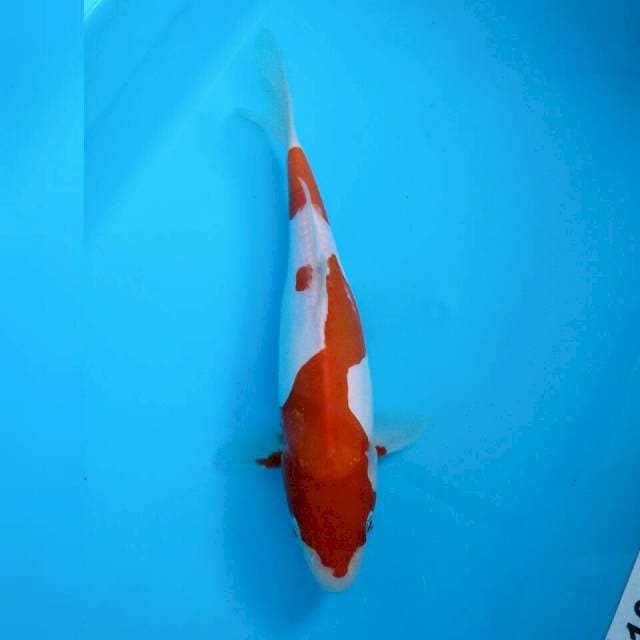 20cm kohaku doit