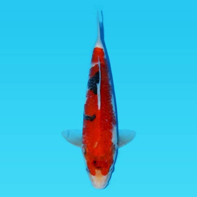 Showa red omoyo