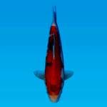 Showa red omoyo 
