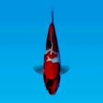 Showa petir red strong